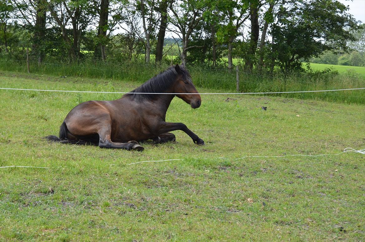 Anden særlig race Mister - juni 2012 billede 10