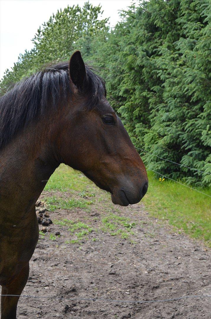 Anden særlig race Mister - en sur hest:) han vil helst have opmærksomhedden selv juni 2012 billede 12