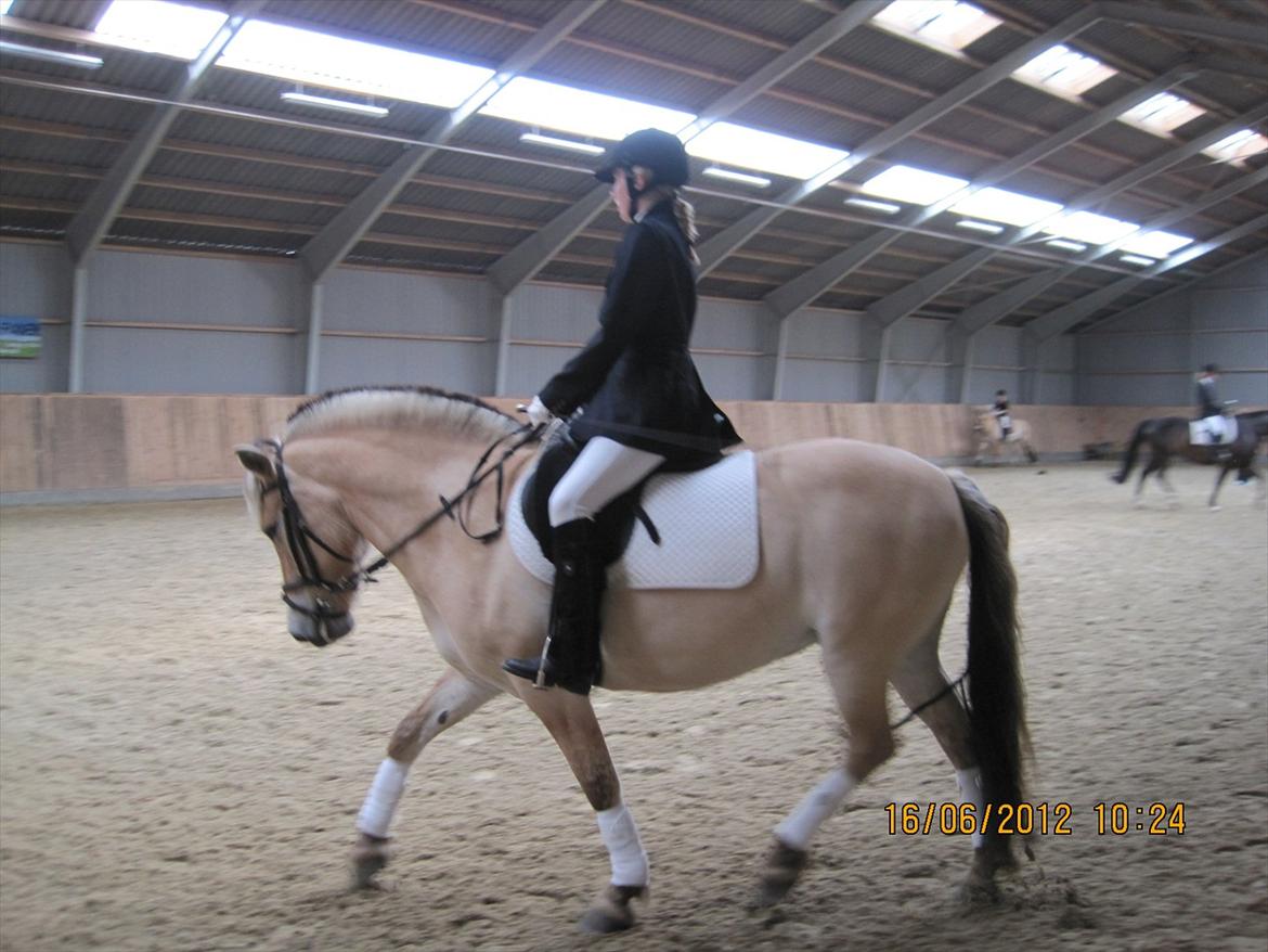 Fjordhest Freja Grønlund billede 10