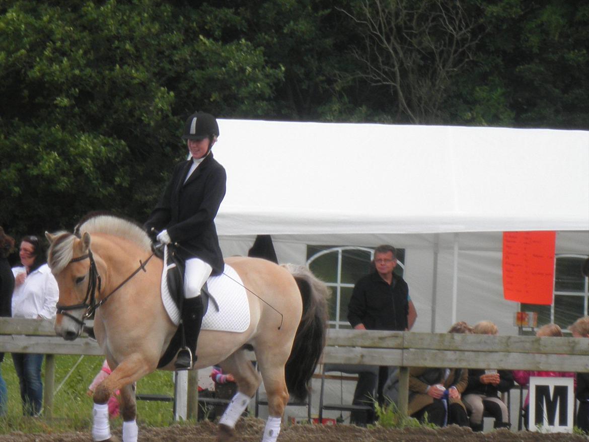 Fjordhest Freja Grønlund billede 14