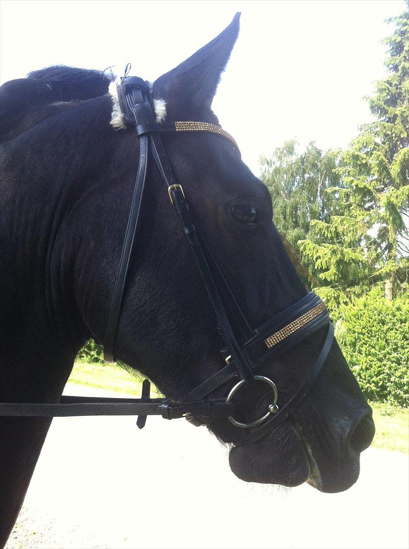 Frieser Zafir * Den bedste*<3 - Så flot du er bassemand.:')

Min bedste ven for altid! billede 2