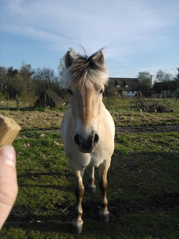 Fjordhest Freja Grønlund - Elsker godbider og vil gøre næsten alt for at få fat i en:P billede 17