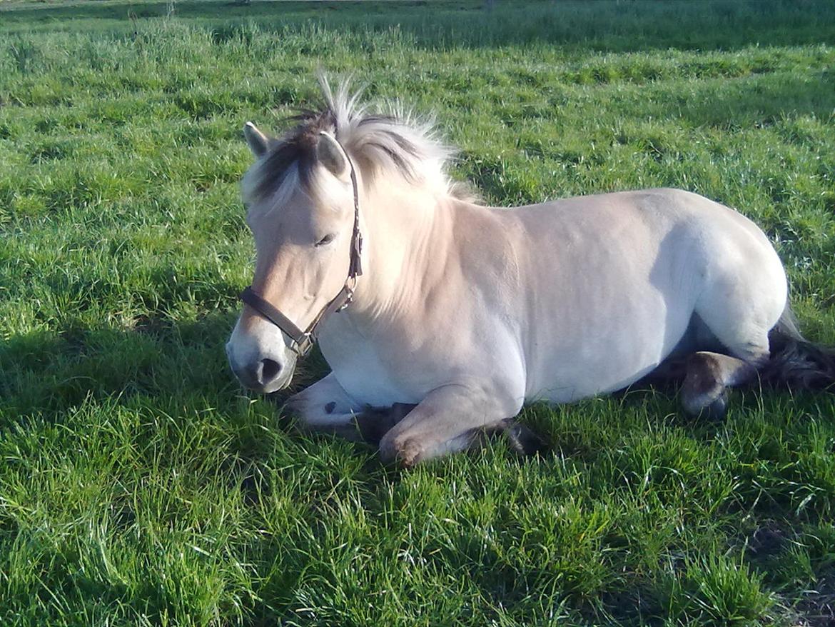 Fjordhest Freja Grønlund billede 19
