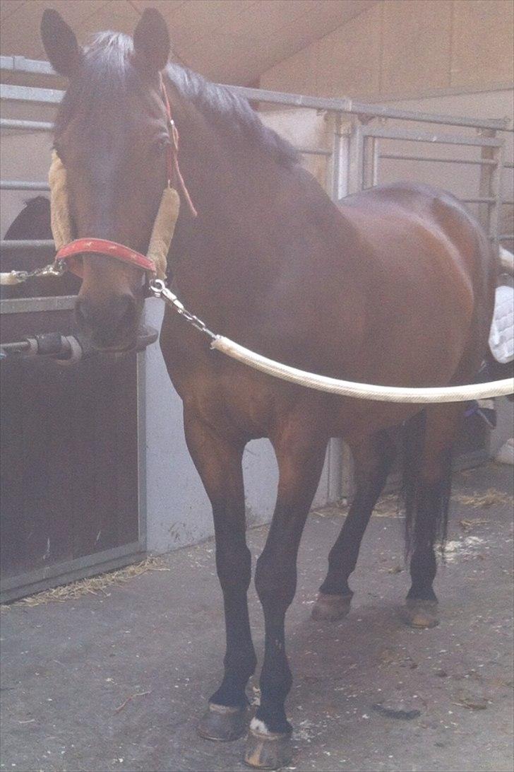 Trakehner Thjalfe - Alfen d.19 Juni 2012 <3 Så har han fået rykket man, og er klar til et nyt forsøg med rosenknopper på fredag! :D Han er søøøød den bette :* billede 10
