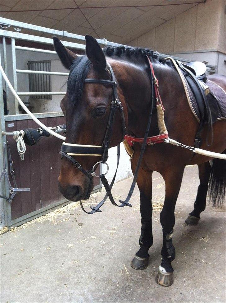 Trakehner Thjalfe - Thjalleren d.16 Juni 2012, mine første rosenknopper er meget stolt ;) De blev lidt store, men hans man er også alt for lang, men det bliver der snart lavet om på, så må vi gøre et nyt forsøg (; <3 billede 11