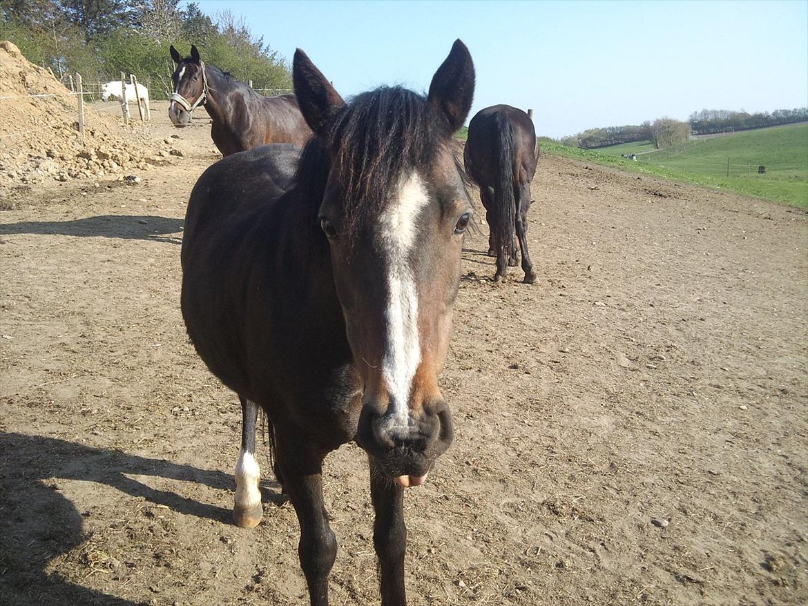 Welsh Pony af Cob-type (sec C) Fanny "Kommer til at savne dig" - Skath jeg elsker dig ubesriveligt meget...!<3 billede 3