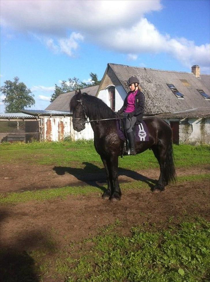 Frieser Tsjitse F Hyllested Østergaard - Parade!<3 billede 6
