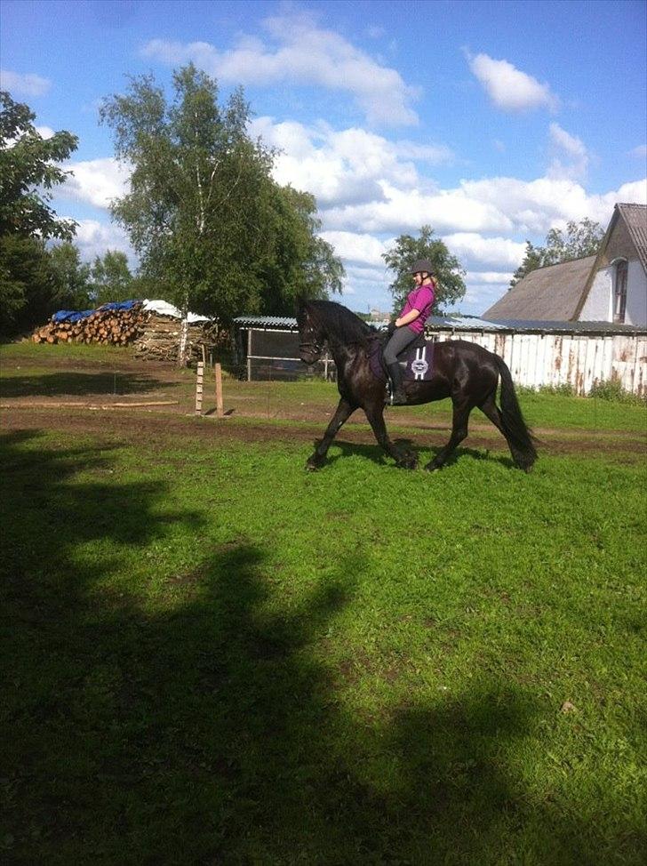 Frieser Tsjitse F Hyllested Østergaard - Arbejdstrav<3 billede 7