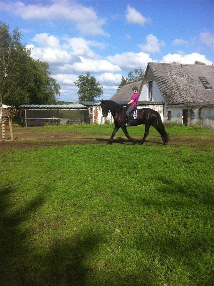 Frieser Tsjitse F Hyllested Østergaard - Arbejdstrav<3 billede 8