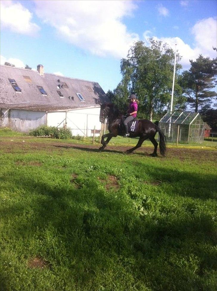 Frieser Tsjitse F Hyllested Østergaard - Gallop!:* billede 9