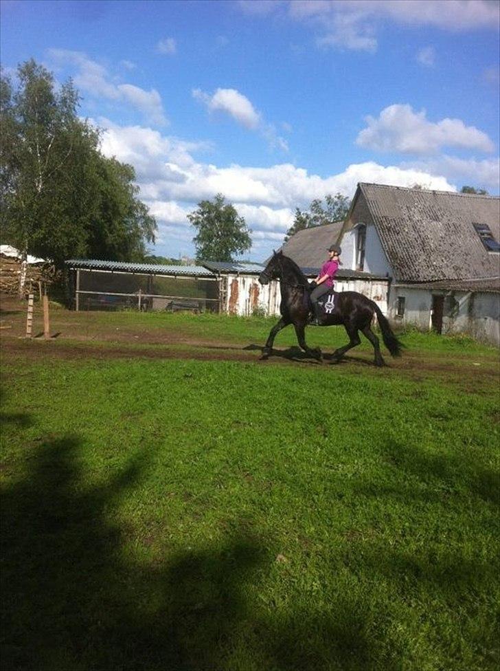 Frieser Tsjitse F Hyllested Østergaard - Øgning:-) billede 10