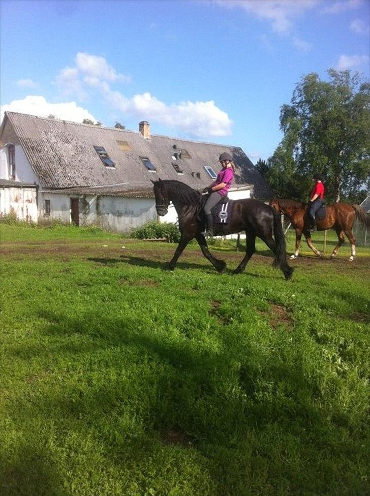 Frieser Tsjitse F Hyllested Østergaard - Arbejdstrav<3 billede 11