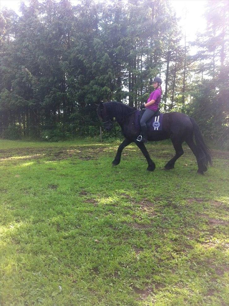 Frieser Tsjitse F Hyllested Østergaard - Arbejdstrav<3 billede 12