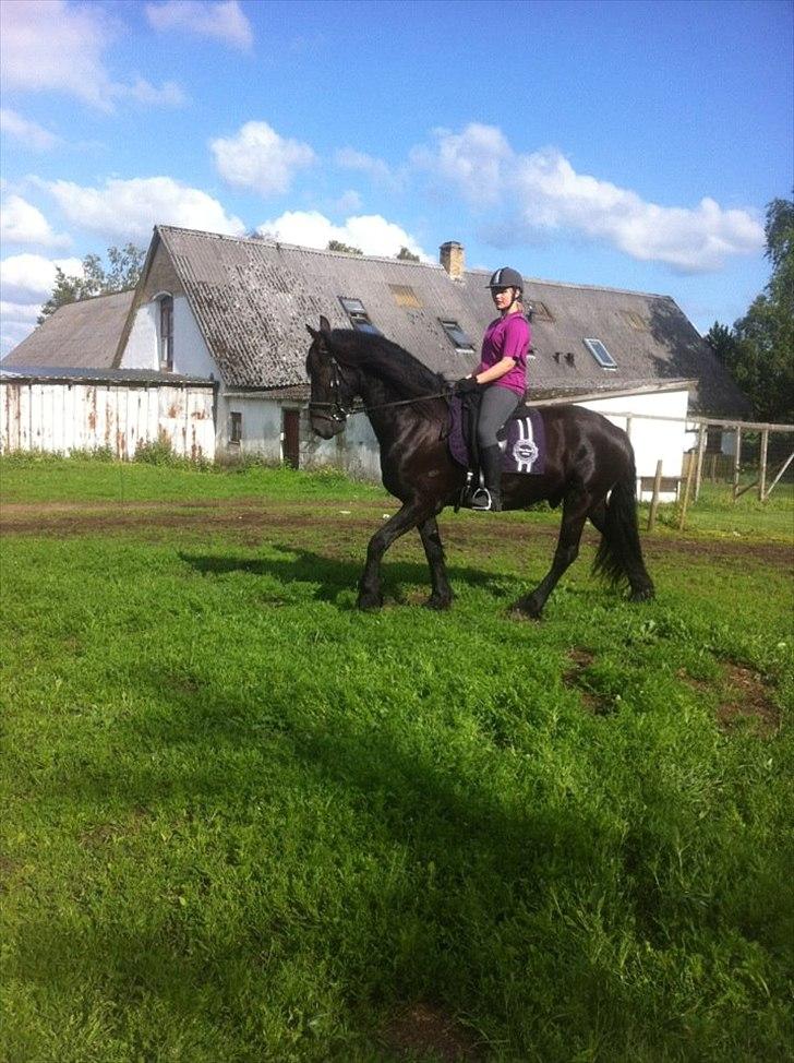 Frieser Tsjitse F Hyllested Østergaard - skridt:* billede 13