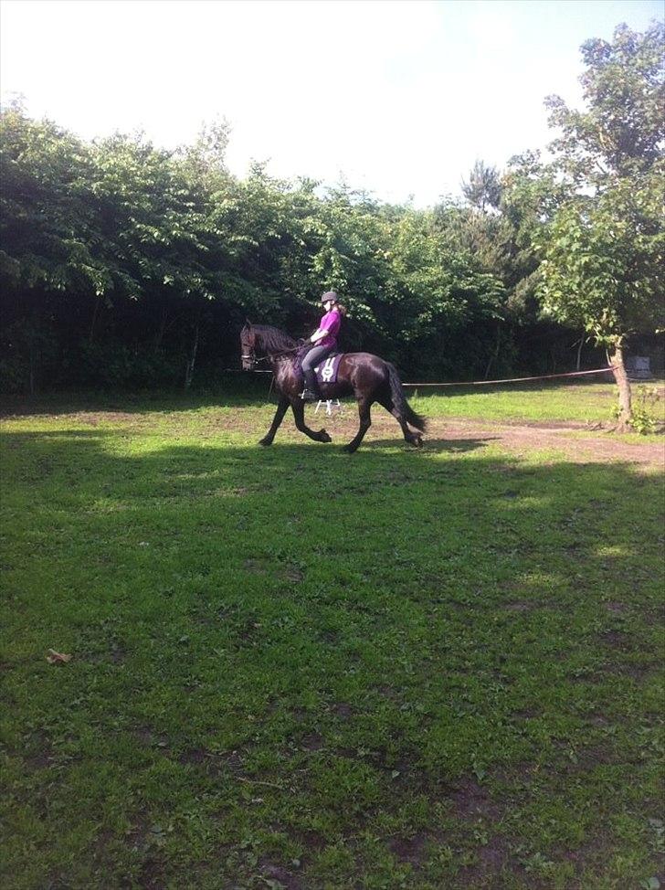 Frieser Tsjitse F Hyllested Østergaard billede 14