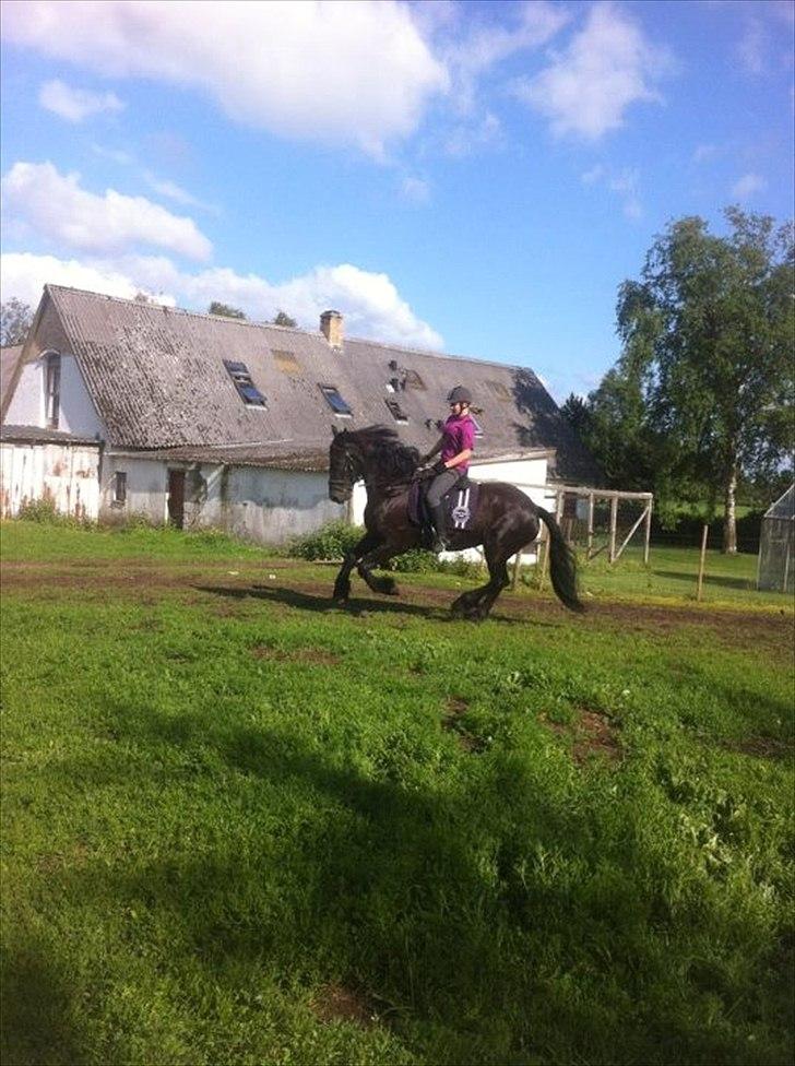 Frieser Tsjitse F Hyllested Østergaard billede 15