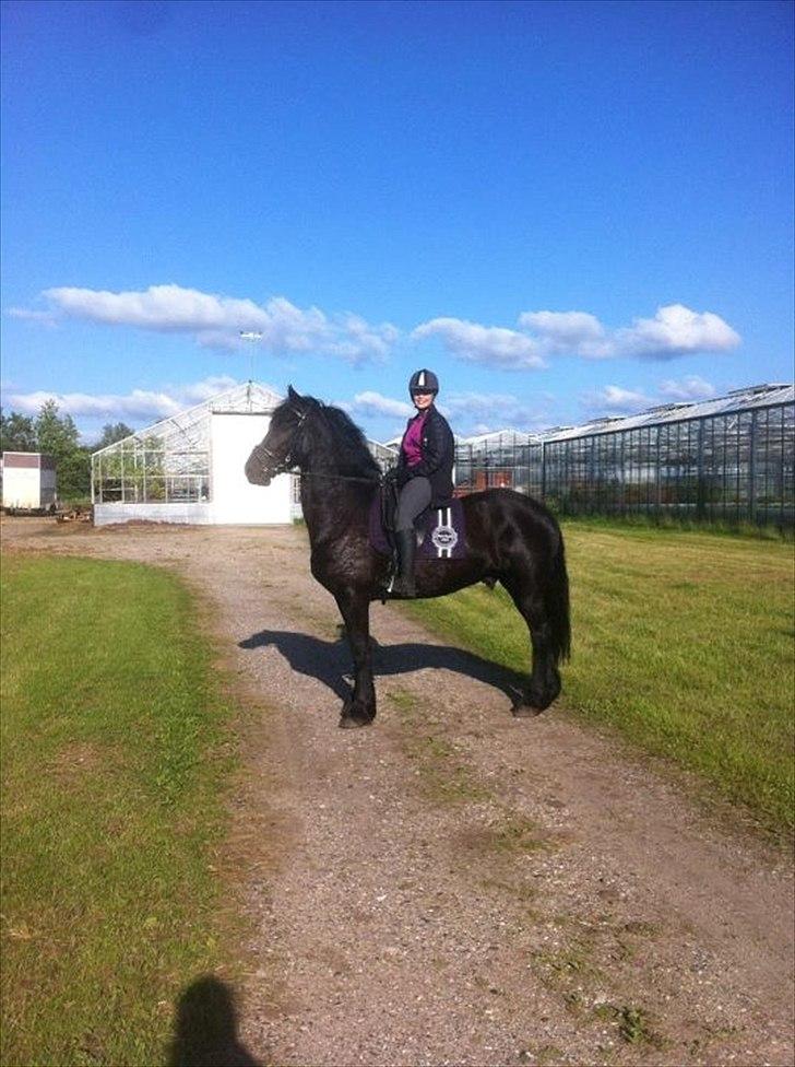 Frieser Tsjitse F Hyllested Østergaard - På en dejlig skridt tur:-) billede 17