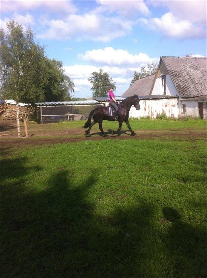 Frieser Tsjitse F Hyllested Østergaard - Traver af:-) billede 18