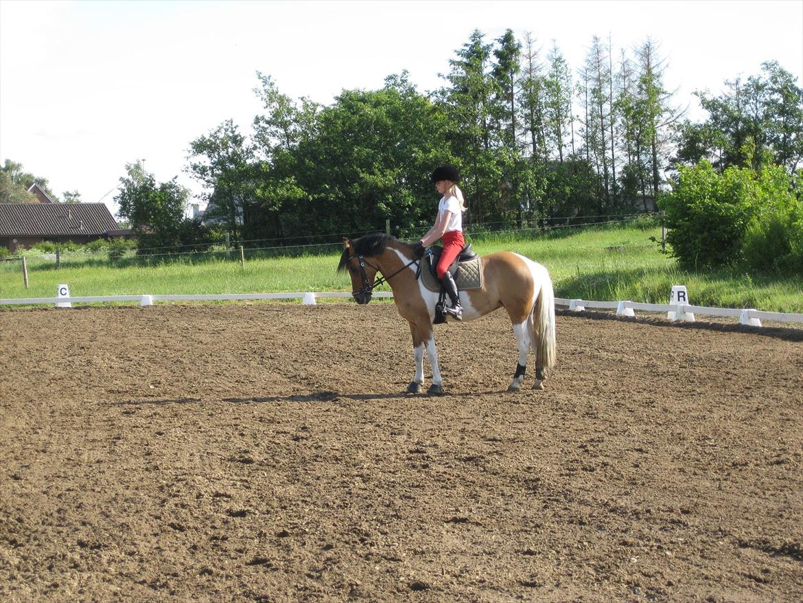 Pinto Holleskovgårds Teckla. - Parade<3:) Love You Skatteepige:)<3<3<3<33333333 billede 13