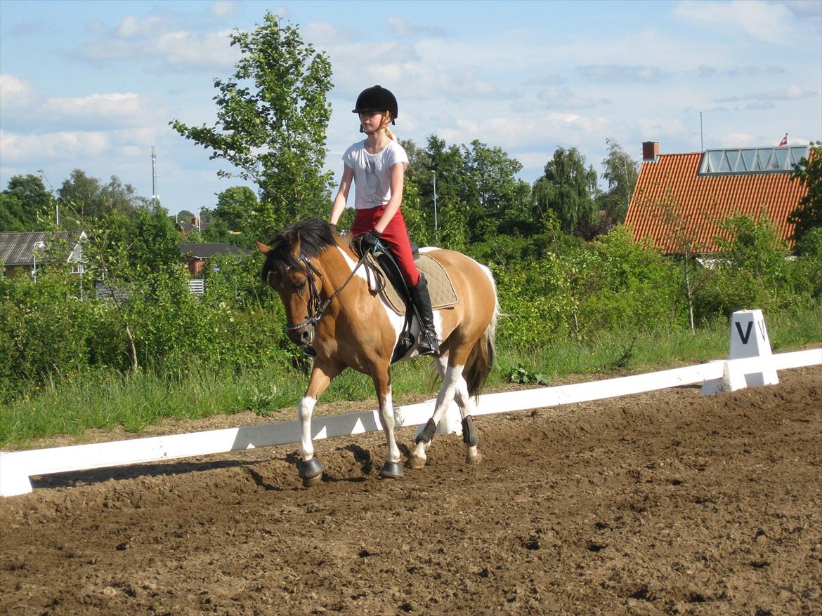 Pinto Holleskovgårds Teckla. - Dressurhyp<3:) billede 14