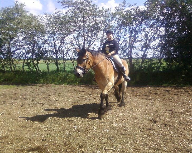 Nordsvensk Skovhest Emma billede 14