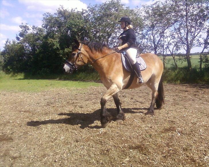 Nordsvensk Skovhest Emma - 190612 Lisa rider billede 15