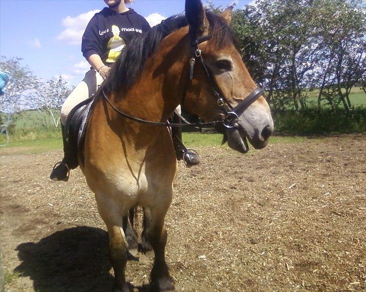 Nordsvensk Skovhest Emma - 190612 Lisa rider billede 16
