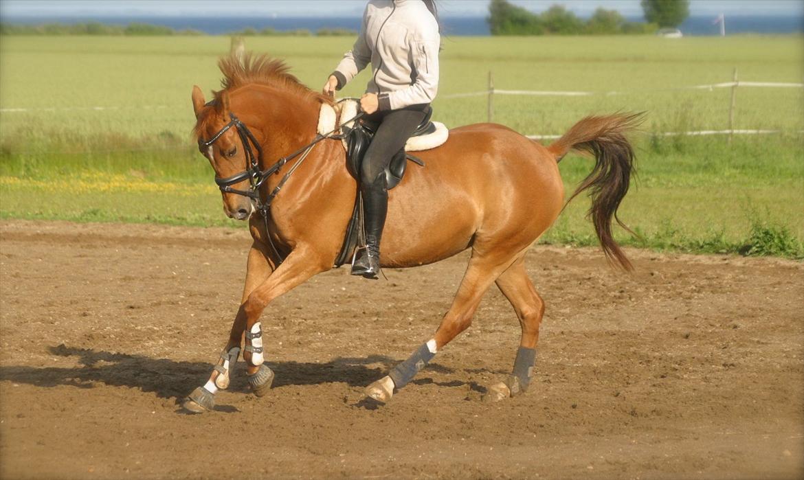 DSP Lille Asserholt Naomi [KLUBMESTER 2011] - Juni 2012 billede 18