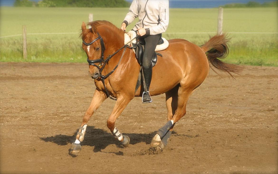 DSP Lille Asserholt Naomi [KLUBMESTER 2011] - Juni 2012 billede 17