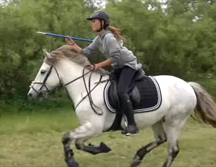 Anden særlig race » Jossy (Justin) - Justin til ringridning med Caroline <3
Taget ud af video. billede 11