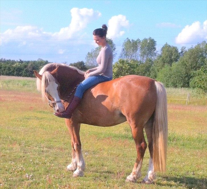 Welsh Cob (sec D) Roxette Royal - sommer 2012 billede 23