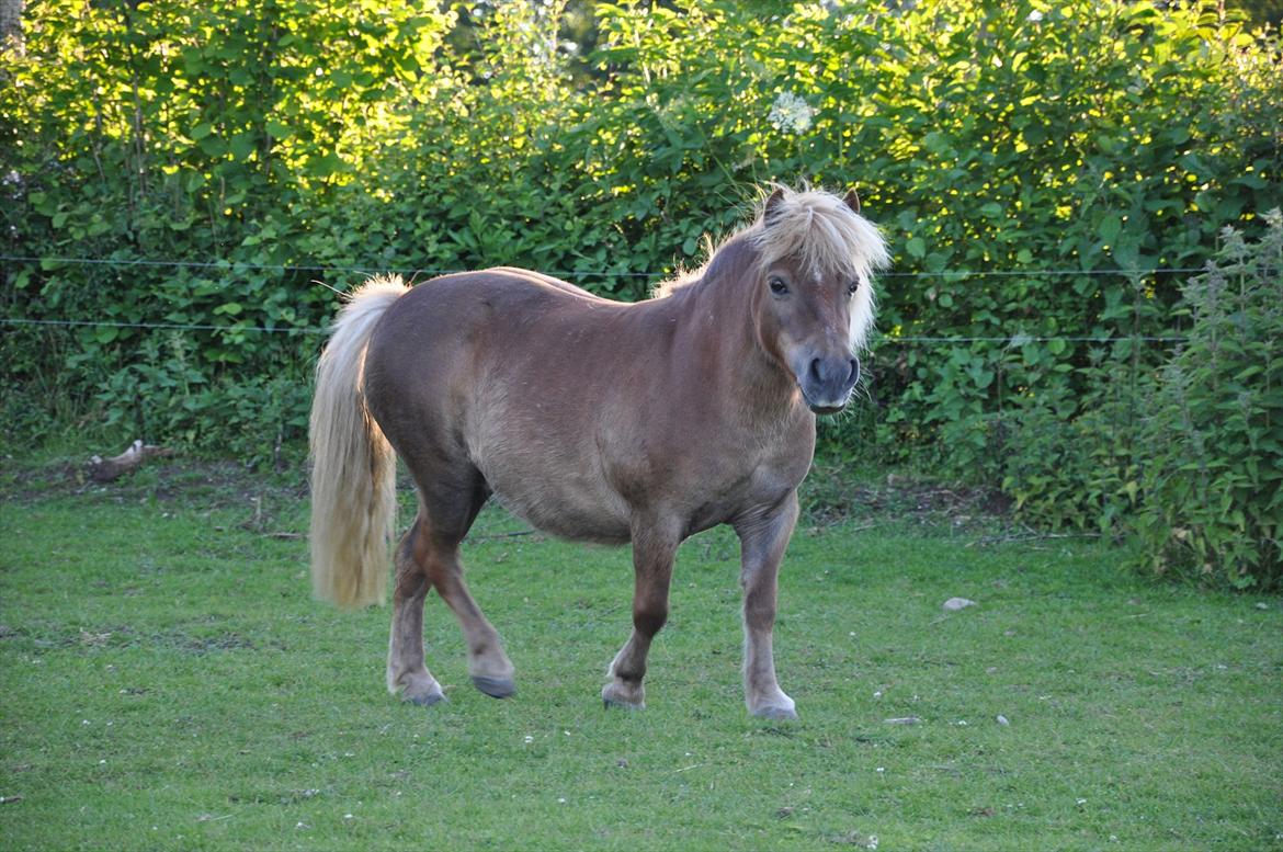 Shetlænder Katie <3 - 16 # Smukke<3 Foto: AFH 19.06.12 billede 16