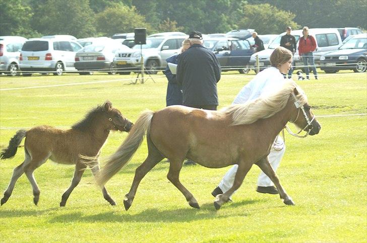 Shetlænder Bellis af Bjørholm - 16/6-12 Med mor til Skive Farmshow, her under fremvisning i trav (Fotograf: Helena Jørgensen) billede 5