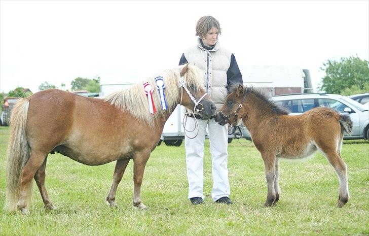 Shetlænder Bellis af Bjørholm - 16/6-12 Opstilling sammen med mor, til Skive Farmshow. (Fotograf: Helena Jørgensen) billede 7