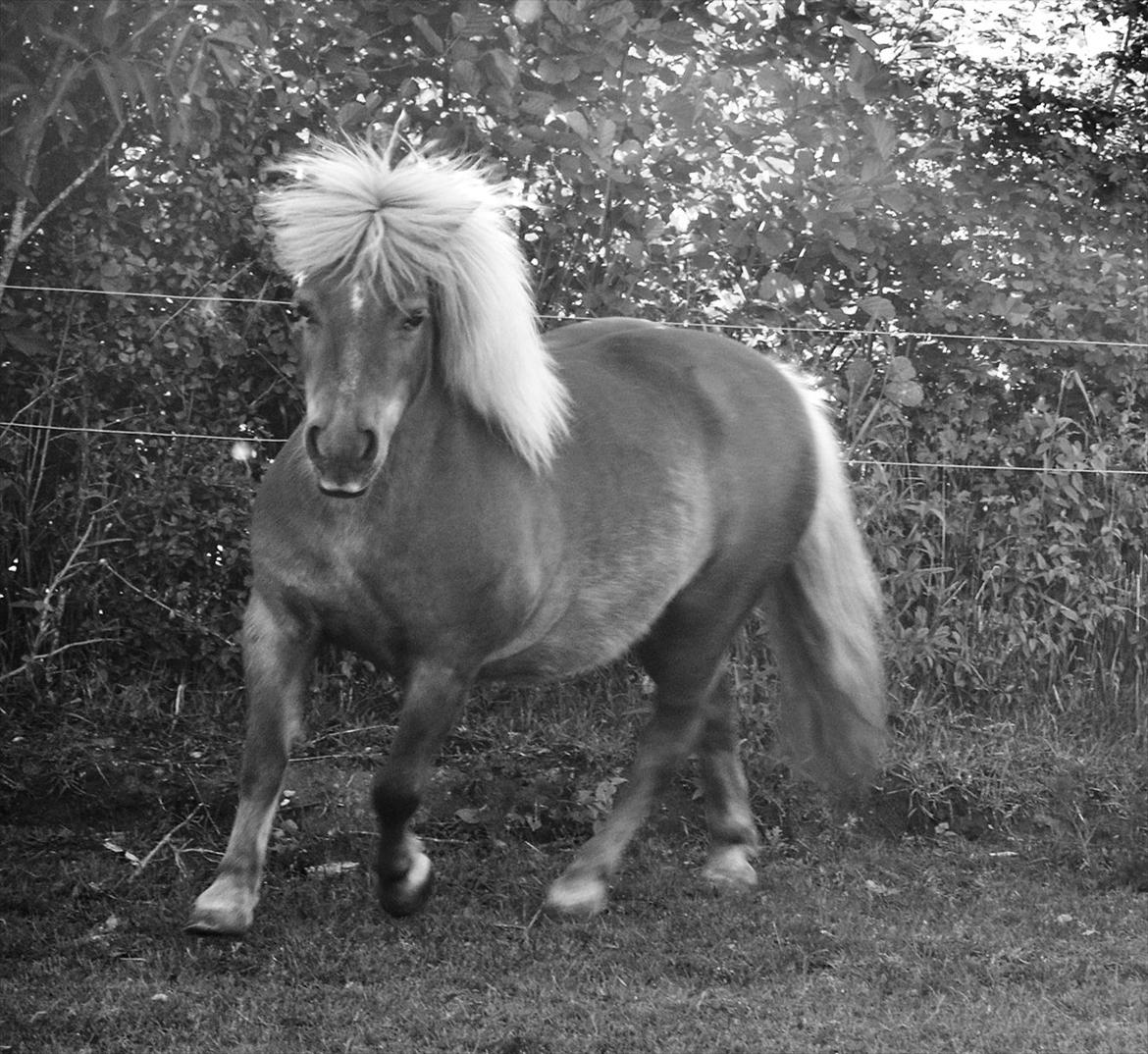 Shetlænder Katie <3 - 11 # Nu danser du rundt på grønne marker i himlen! Foto: AFH 19.06.12 billede 11