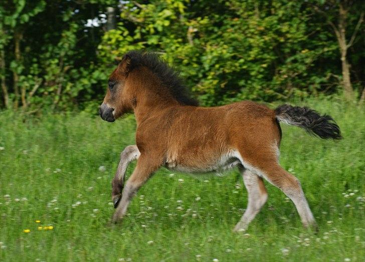 Shetlænder Bellis af Bjørholm - 16/6-12 Fotograf: Helena Jørgensen billede 9