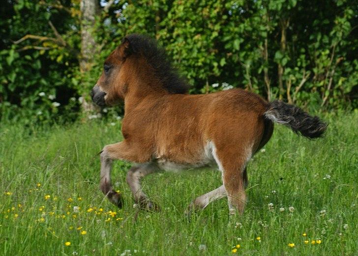 Shetlænder Bellis af Bjørholm - 16/6-12 Fotograf: Helena Jørgensen billede 10