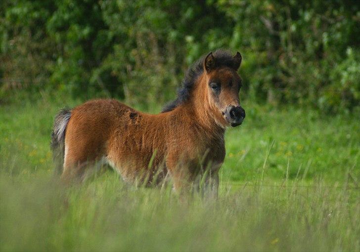 Shetlænder Bellis af Bjørholm - 16/6-12 Hendes ben forvinder helt i det høje græs :-) (Fotograf: Helena Jørgensen) billede 11