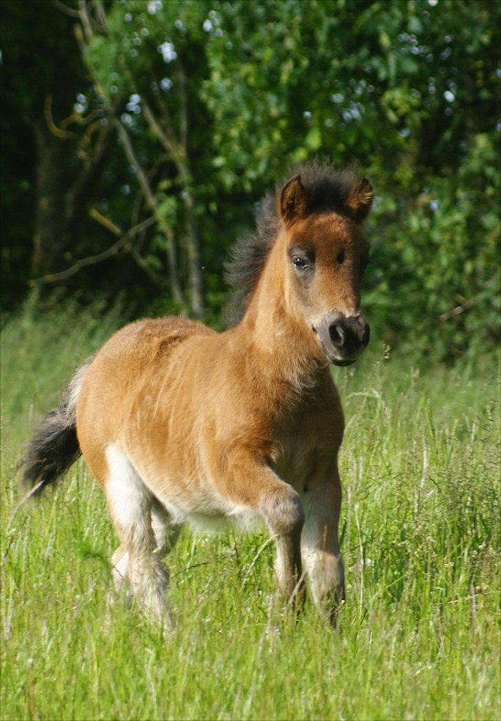 Shetlænder Bellis af Bjørholm - 16/6-12 Fotograf: Helena Jørgensen billede 12