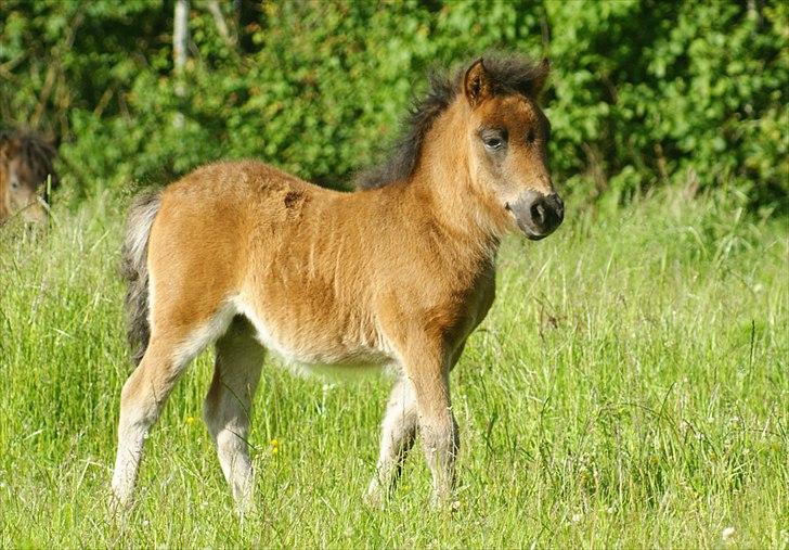 Shetlænder Bellis af Bjørholm - 16/6-12 Den smukke hjemme på marken efter en lang dag til dyrskue, 1 måned og 1 uge gammel (Fotograf: Helena Jørgensen) billede 8