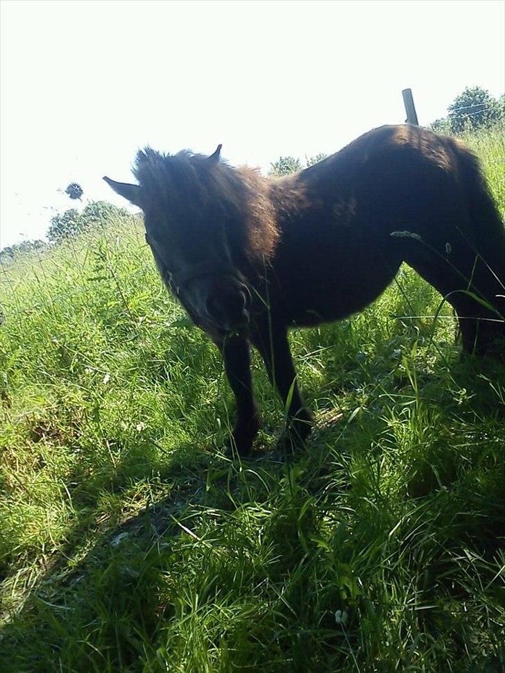 Miniature Ubberup's Erna - Lillepigen billede 16