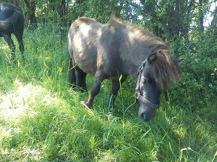 Miniature Ubberup's Erna - Lillepigen billede 17