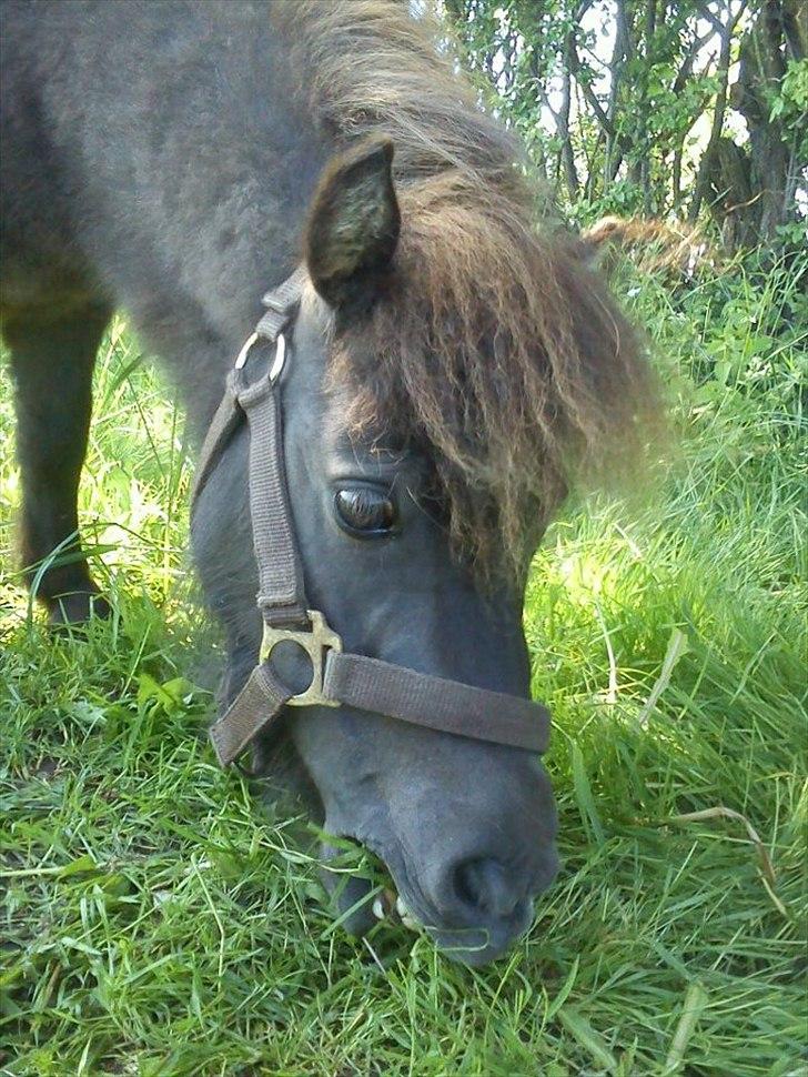 Miniature Ubberup's Erna - Lillepigen billede 18