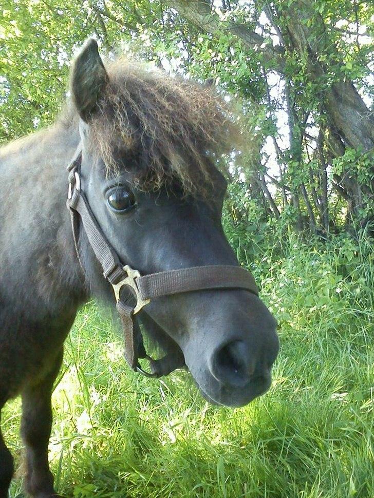 Miniature Ubberup's Erna - Lillepigen billede 19