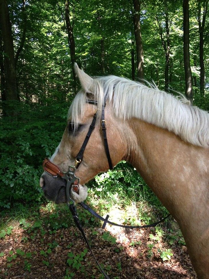 Anden særlig race WILD SECRET. BLINKENDE STJERNE billede 19