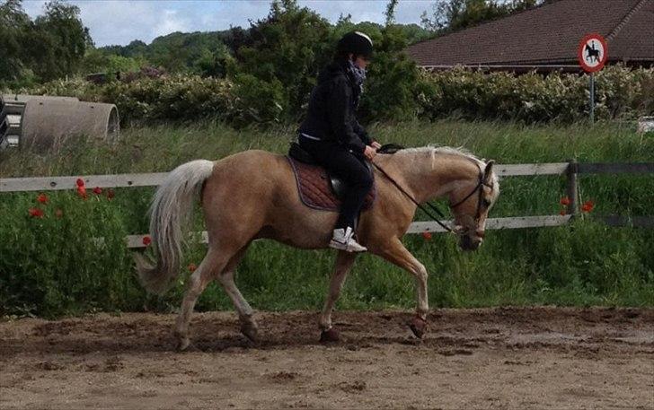 Anden særlig race WILD SECRET. BLINKENDE STJERNE - min kusine og sigger. i juni billede 20