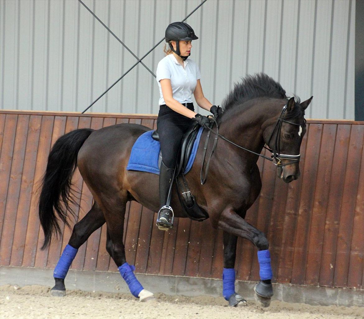 Dansk Varmblod Lindehøjs Leneiux (Kompis) - Træning 17. juni 2012 Foto: Cecilie Ølvang billede 10