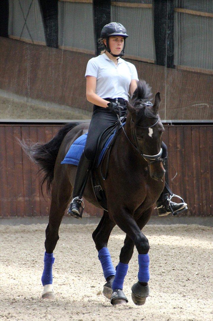 Dansk Varmblod Lindehøjs Leneiux (Kompis) - Træning 17. juni 2012 Foto: Cecilie Ølvang billede 13