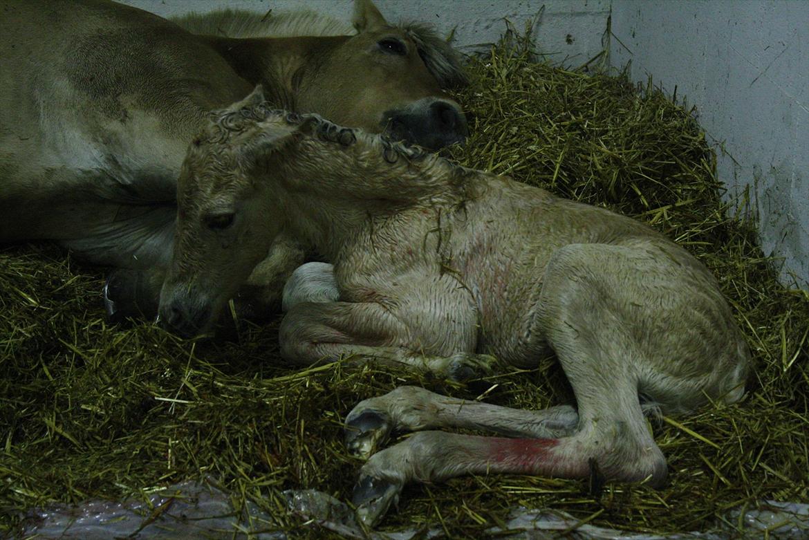 Fjordhest Zenvo - Våd og nyfødt :-)
15. maj 2012 billede 17