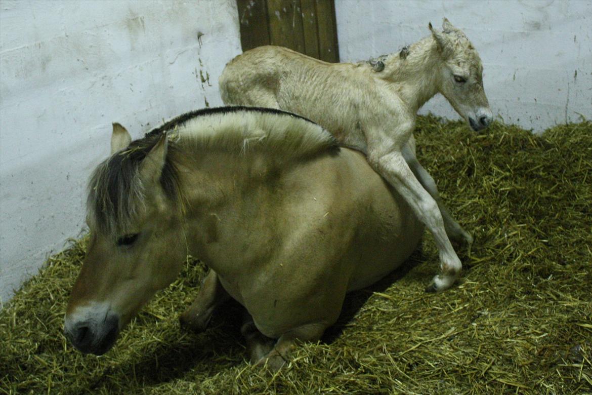 Fjordhest Zenvo - Hans første udfordring i livet - kommet på tværs af mor! Det så SÅ sjovt ud! :-)
15. maj 2012 billede 18